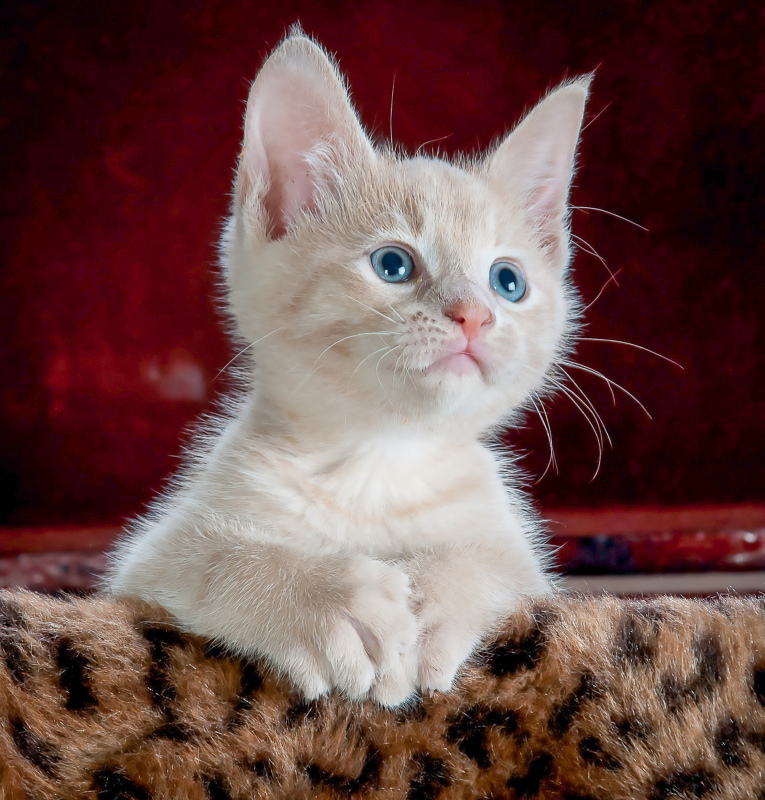 cute kitty picture elegant closeup 