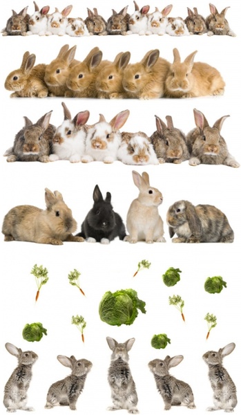 cute rabbit definition picture