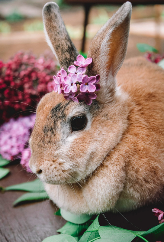 cute rabbit pet picture elegant realistic closeup