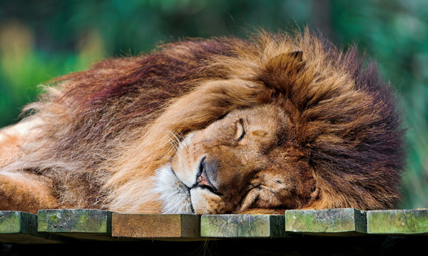 cute sleeping lion