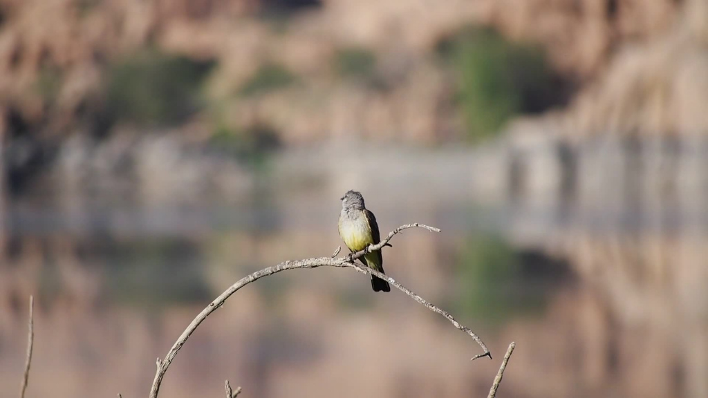 cute small wild bird perching on branch