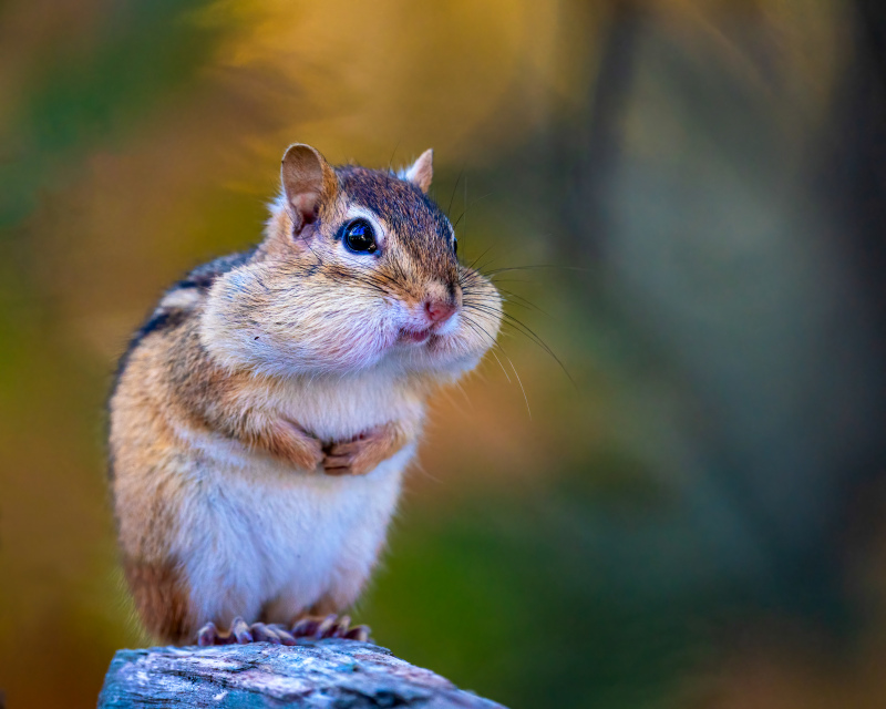 cute squirrel picture elegant realistic closeup
