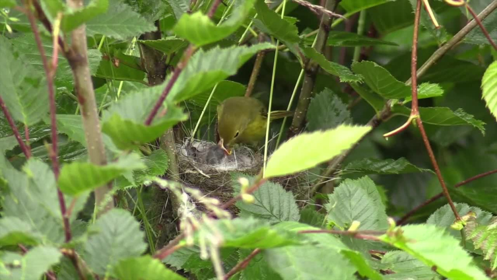 cute wild bird feeding chicks on nest