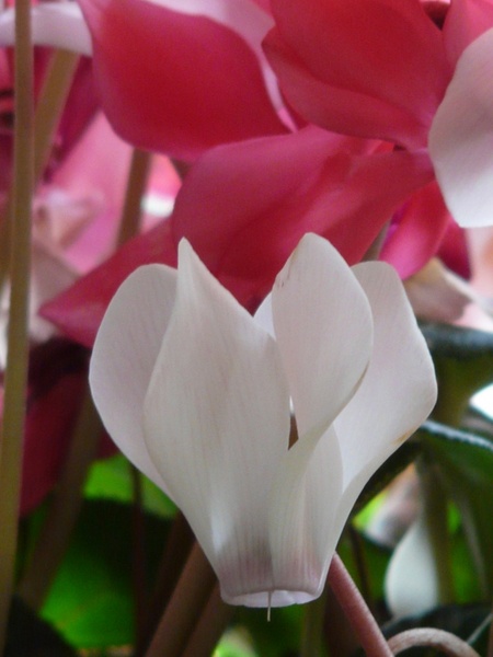 cyclamen flower pink