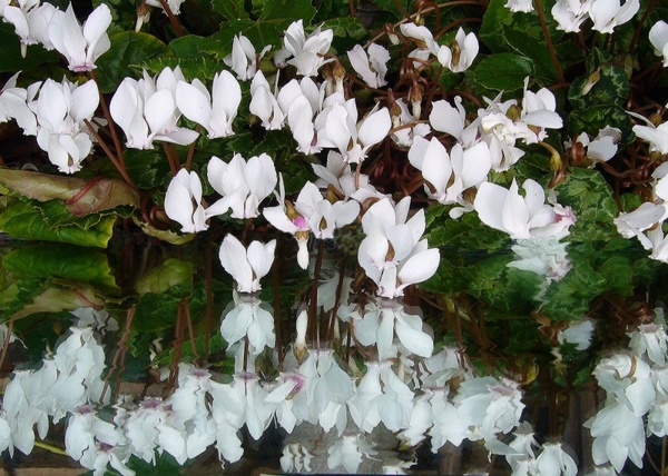 cyclamen white flower reflections