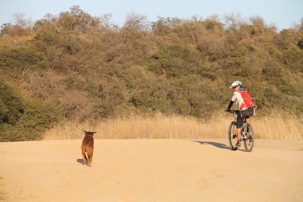 cyclist riding next to dog
