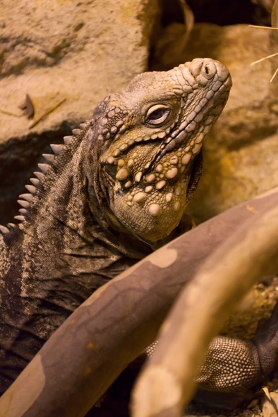 cyclura nubila 