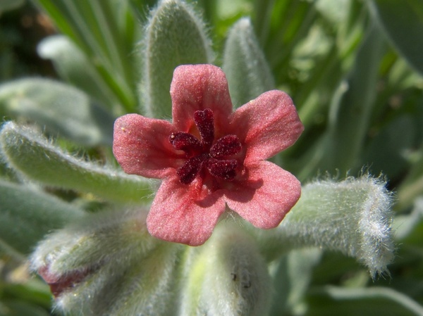 cynoglossum cheirfolium flower bloom