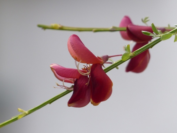 cytisus scoparius flower red