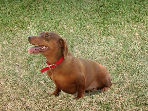 dachshund dogs canines