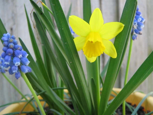 daffodil and grape hyacinth