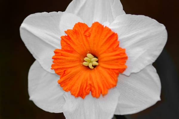 daffodil bicolor flower 