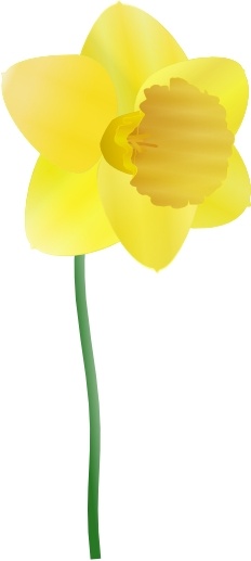 Daffodil clip art 