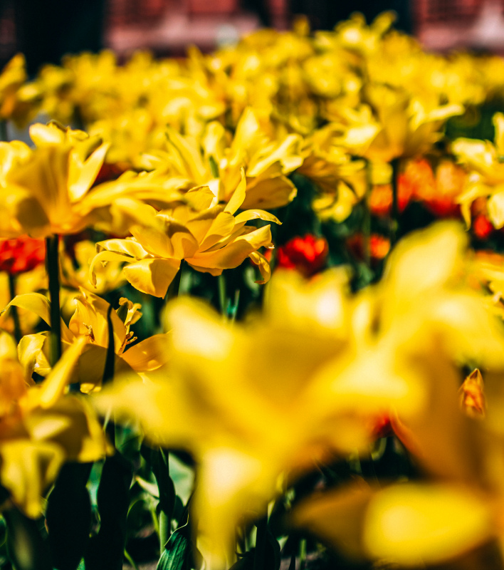 daffodil field backdrop picture blurred blooming scene 