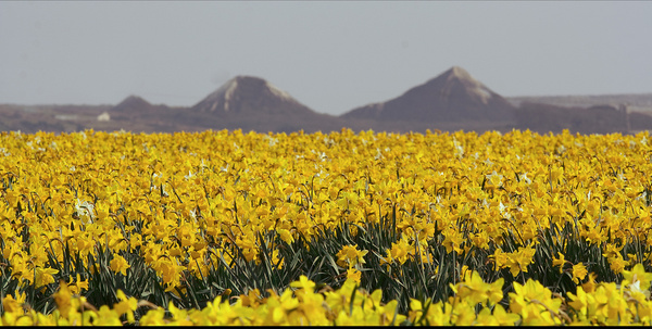 daffodil fields 