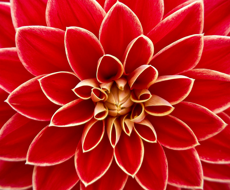 daffodil flora picture elegant closeup 