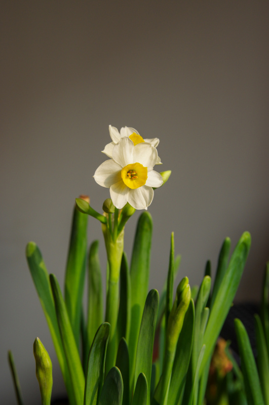 daffodil flora picture elegant modern closeup  