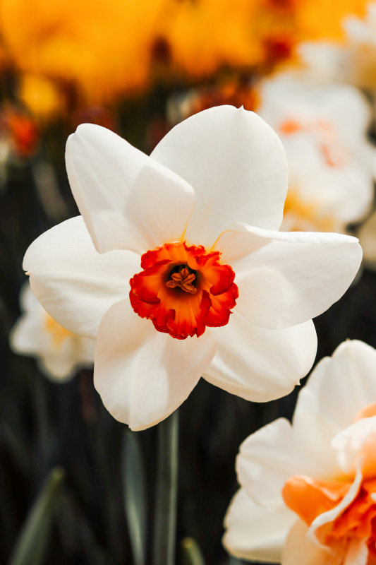 daffodil flowers backdrop picture contrast elegant closeup