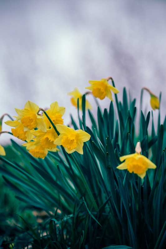 daffodil flowers picture elegant contrast closeup