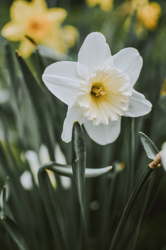 Daffodil flowers picture elegant modern closeup 