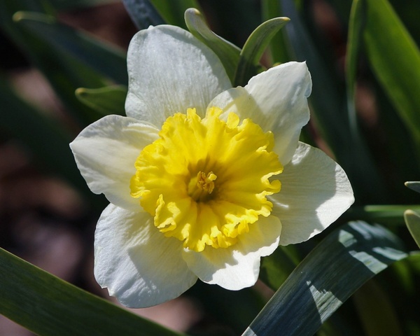 daffodil jonquil narcissus 