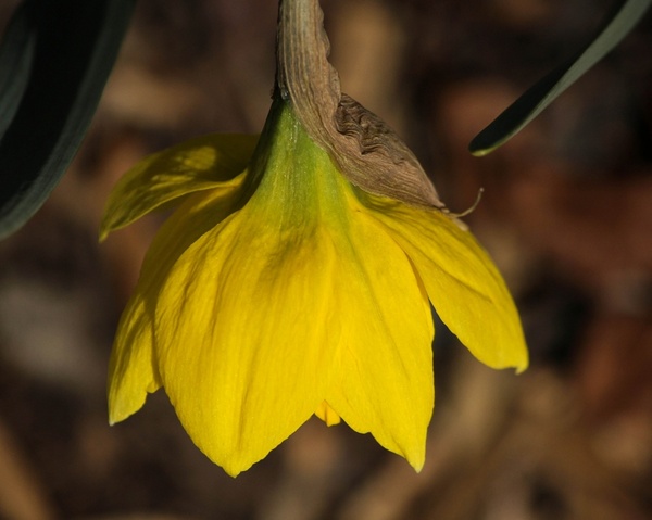 daffodil narcissus jonquil