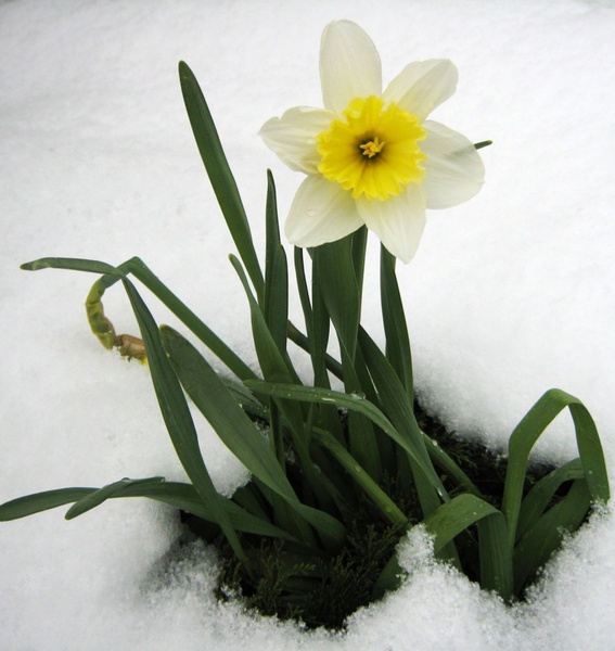 daffodil spring snow