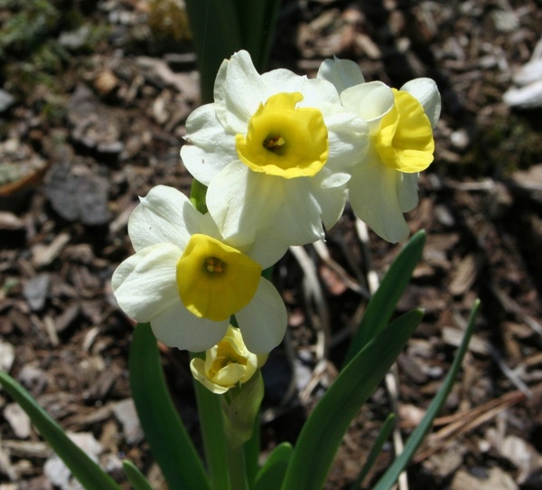 daffodils cluster miniature 