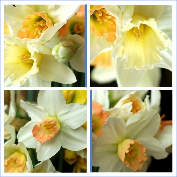 daffodils details