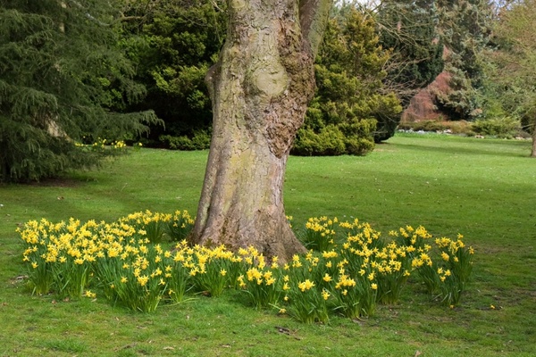 daffodils in park