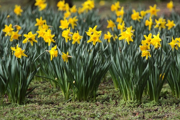 daffodils in park 