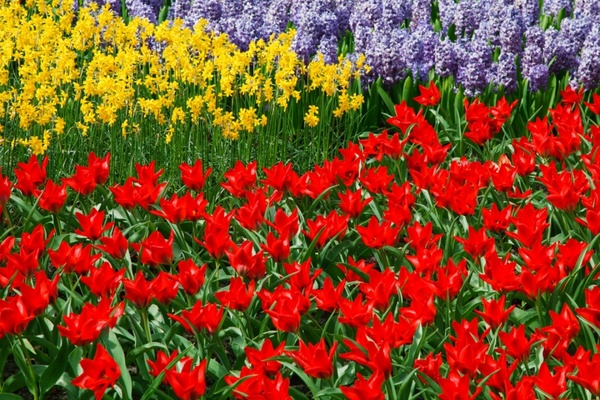 daffodils tulips and hyacinths