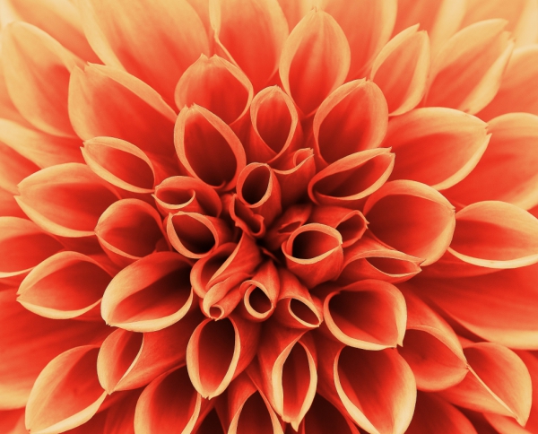 closeup of blooming orange flower