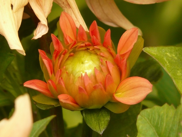 dahlia bud flower