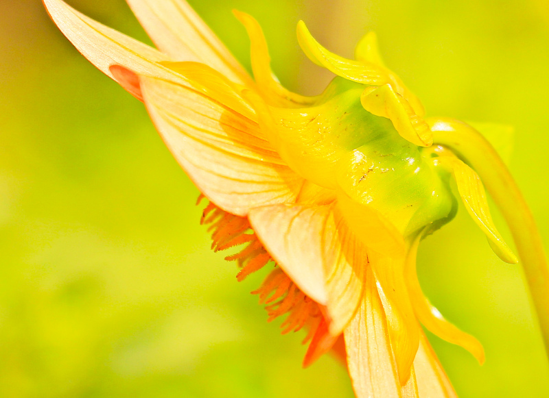 dahlia flower picture elegant closeup