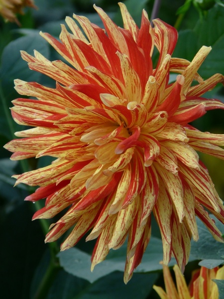 dahlia garden flower fiery