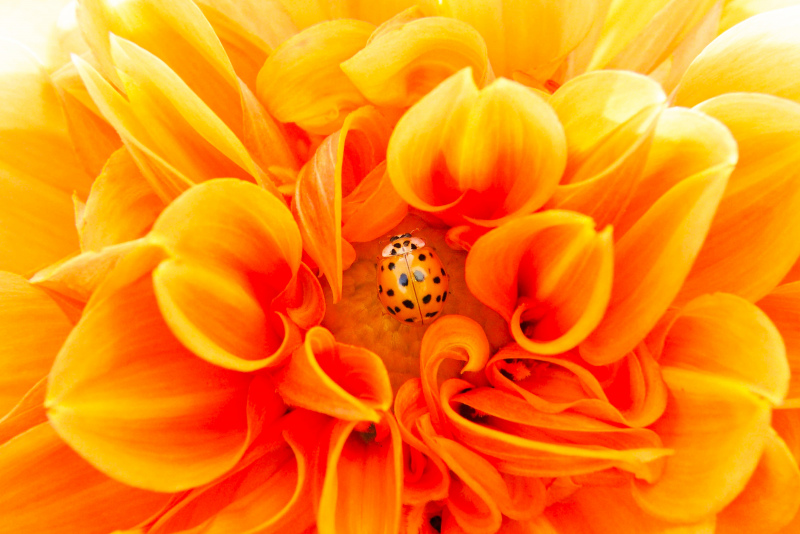 dahlia ladybug picture elegant closeup 