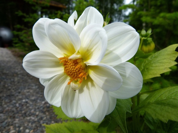 dahlia white flower