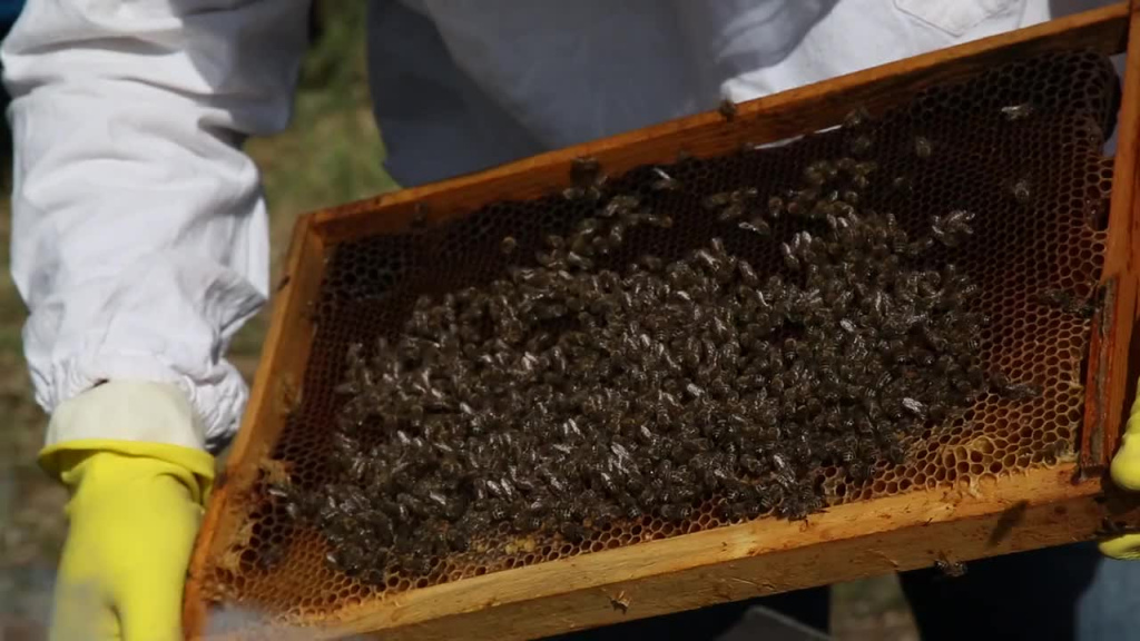 daily work of honey production farm