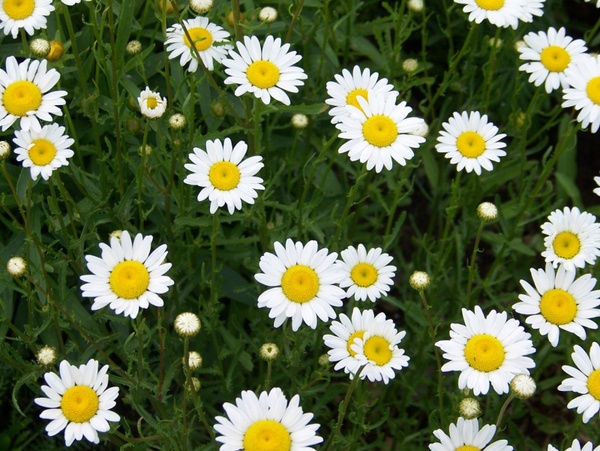 Of daisies images Types of