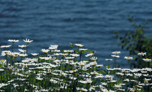 daisies for northlight 