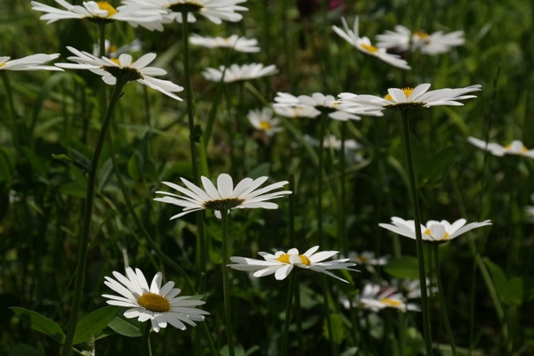daisies meadow margerite meadows margerite