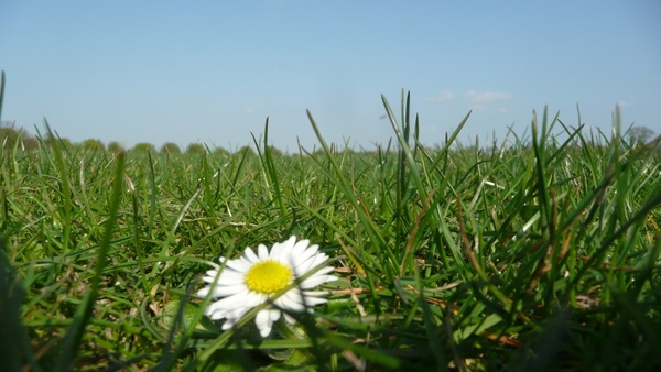 daisy flower grass