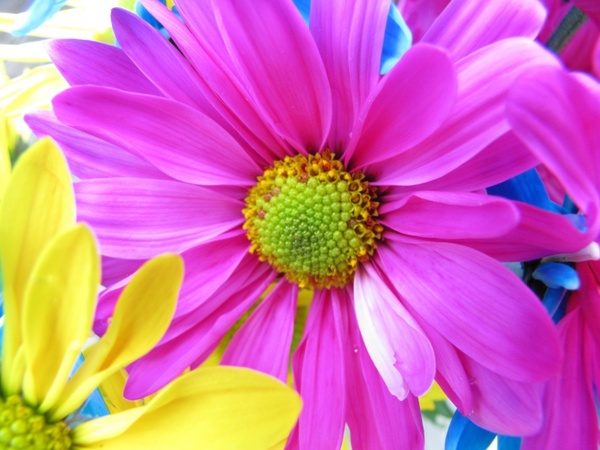 daisy flower pink