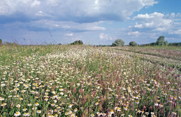 daisy meadow 