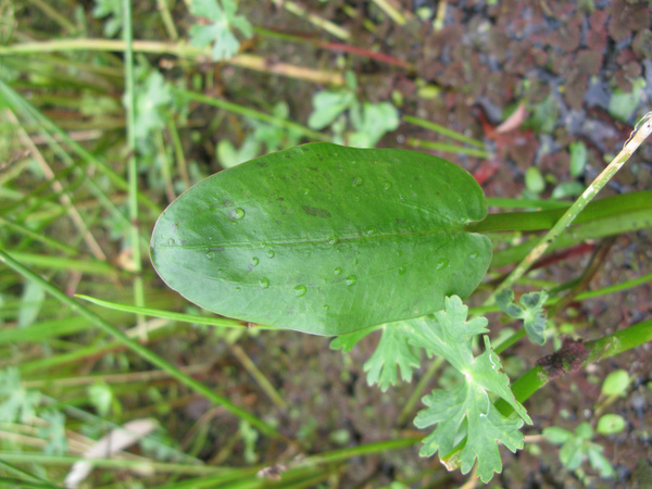 damasonium minus leaf11 