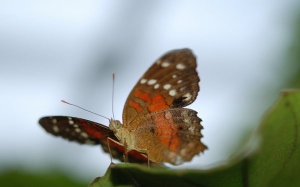 danaus plexippus butterfly