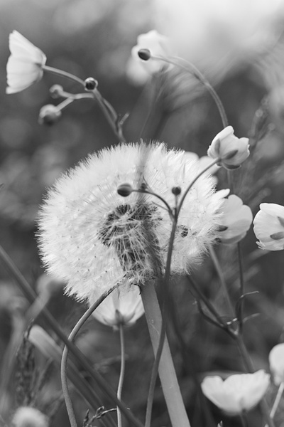 dandelion flower meadow 