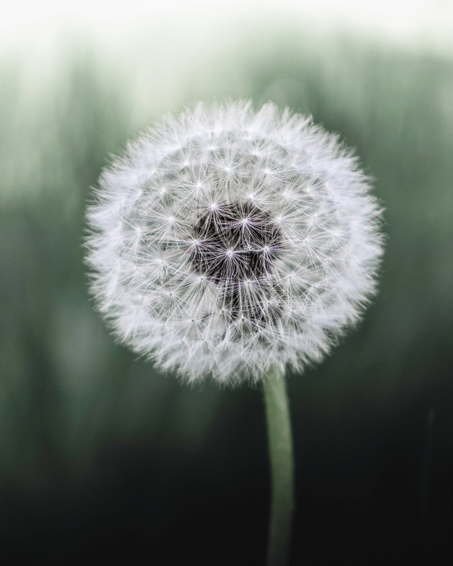 dandelion picture blurred closeup 