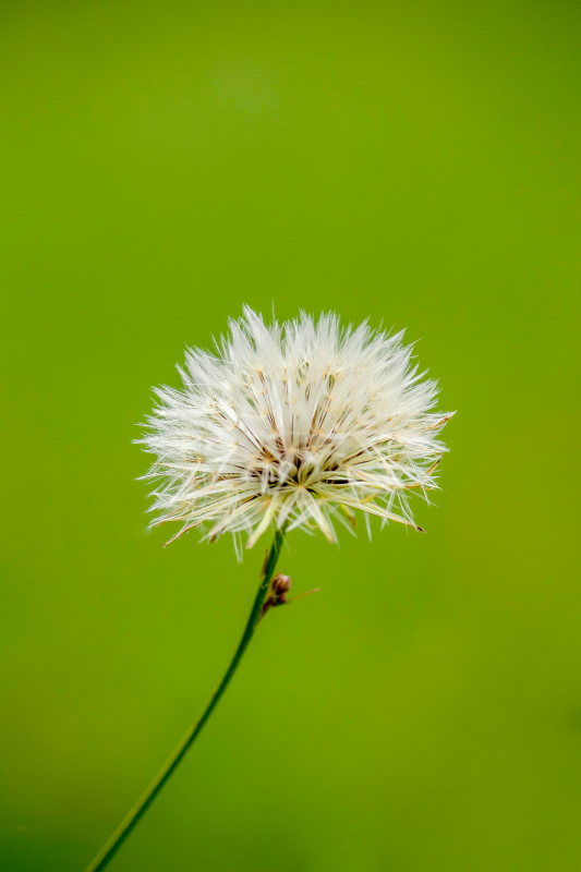 dandelion picture bright closeup 